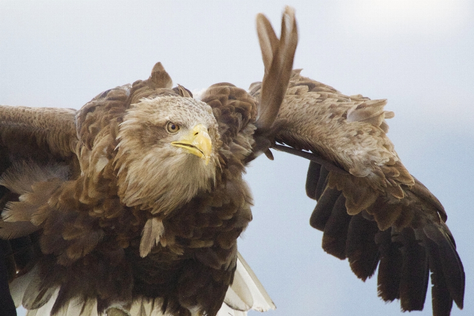 Naturaleza pájaro ala volador