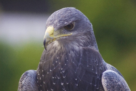 自然 鳥 羽 野生動物 写真