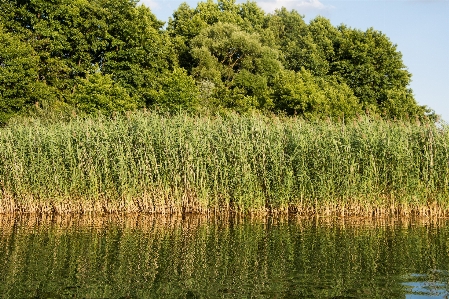 Фото пейзаж дерево вода природа