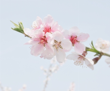 Branch blossom plant fruit Photo