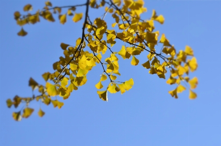 Photo Arbre bifurquer fleurir usine