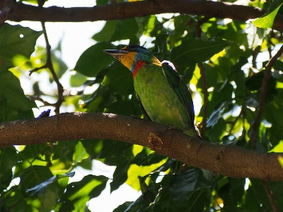 Photo Bifurquer oiseau faune vert