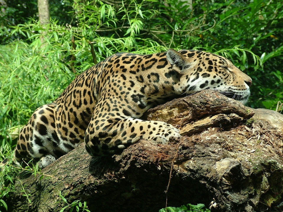 Tier tierwelt katzenartig säugetier