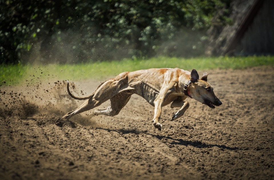 Running dog animal mammal