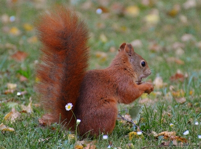 Foto Natura prateria
 carino animali selvatici