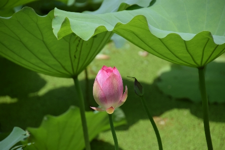 花 植物 葉 花弁 写真