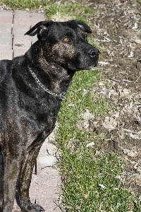 Foto Cucciolo cane animale carino