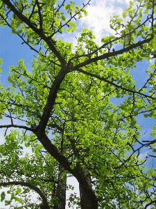 Tree forest branch blossom Photo