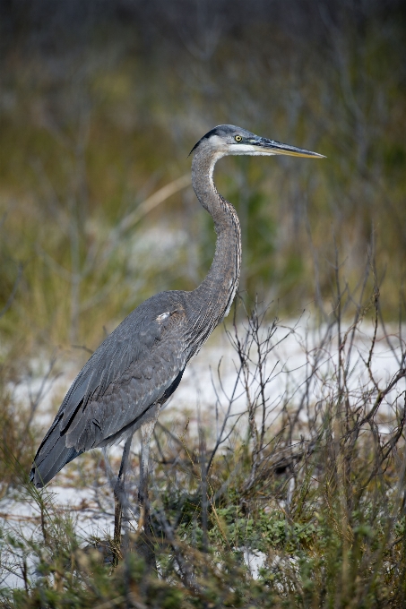 Beach nature bird animal