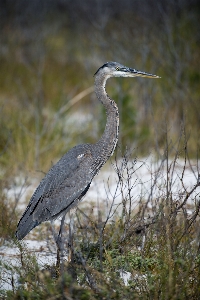 Strand natur vogel tier Foto