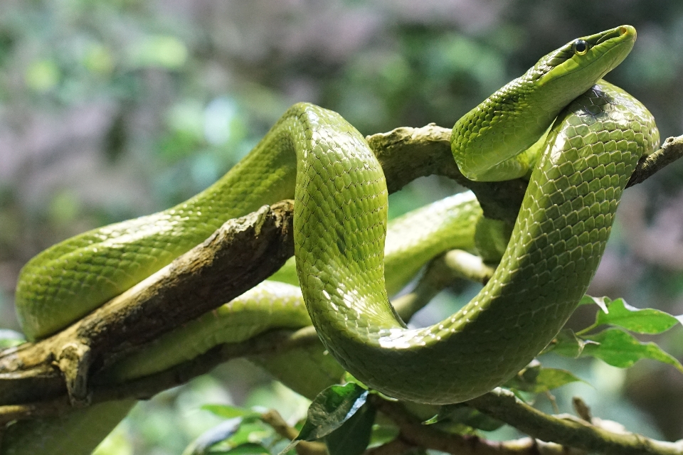 Green reptile fauna snake