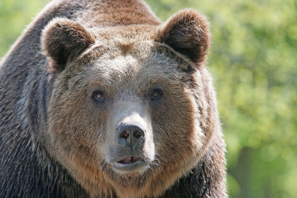 Ours faune mammifère fauna