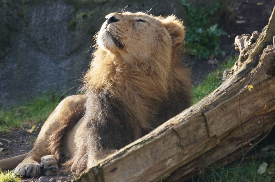 Male bear wildlife zoo