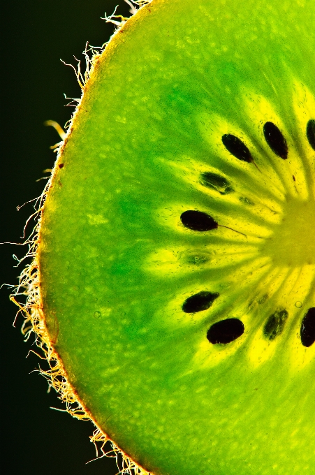 自然 植物 分野 写真撮影