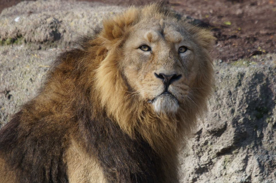 Aventura macho animais selvagens jardim zoológico