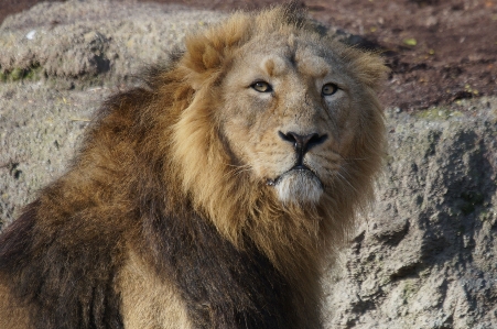 Adventure male wildlife zoo Photo