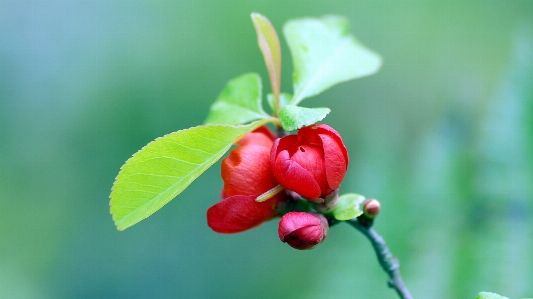 Nature branch blossom plant Photo