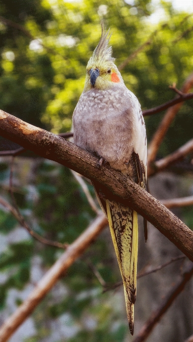 Natur zweig vogel tier