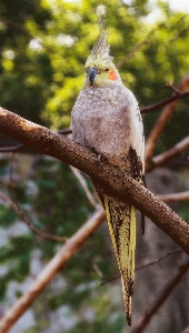 自然 ブランチ 鳥 動物 写真