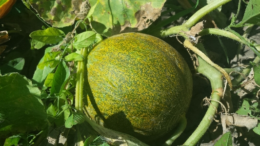 Foto Planta fruta flor verano