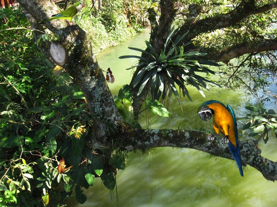 árbol naturaleza rama pájaro