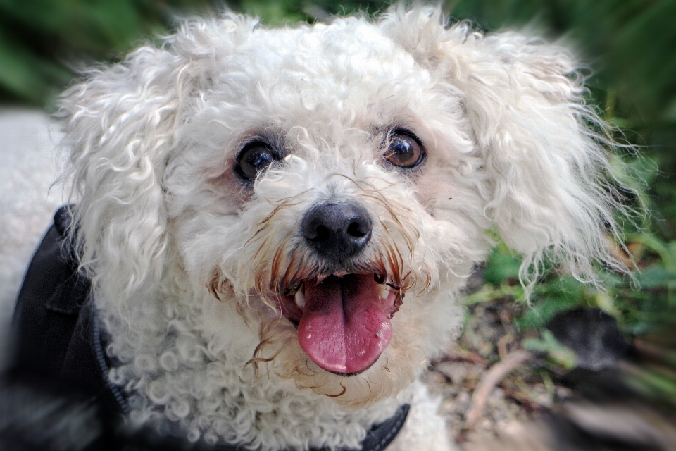 Mirar exterior blanco cachorro