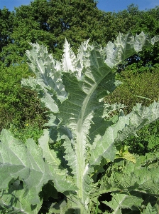 Prickly plant leaf flower Photo