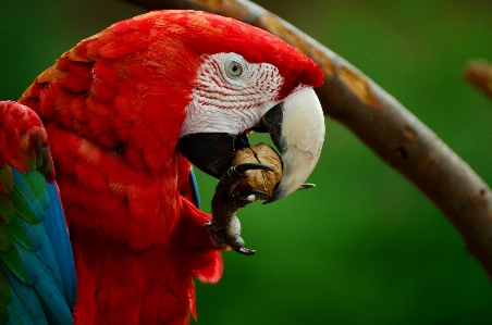 Natur vogel blume tier Foto