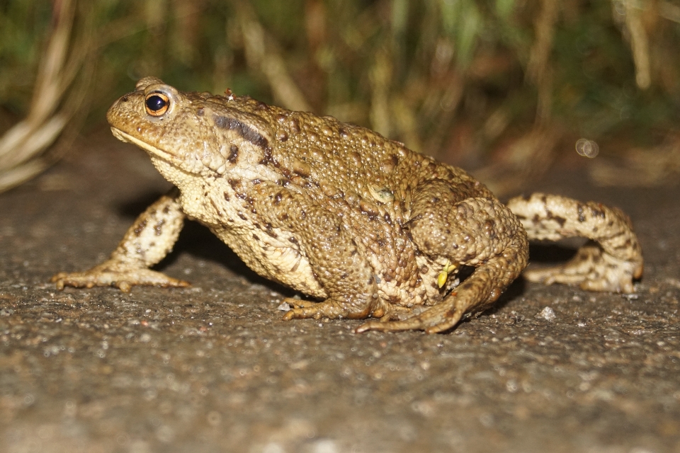 Nature wildlife frog toad