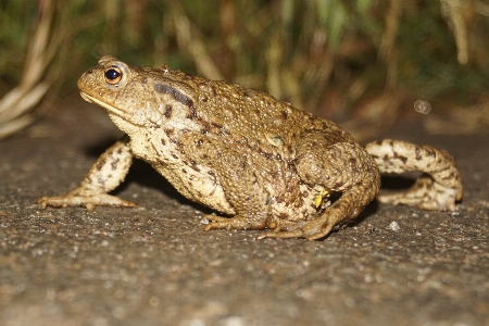 Zdjęcie Natura dzikiej przyrody żaba ropucha