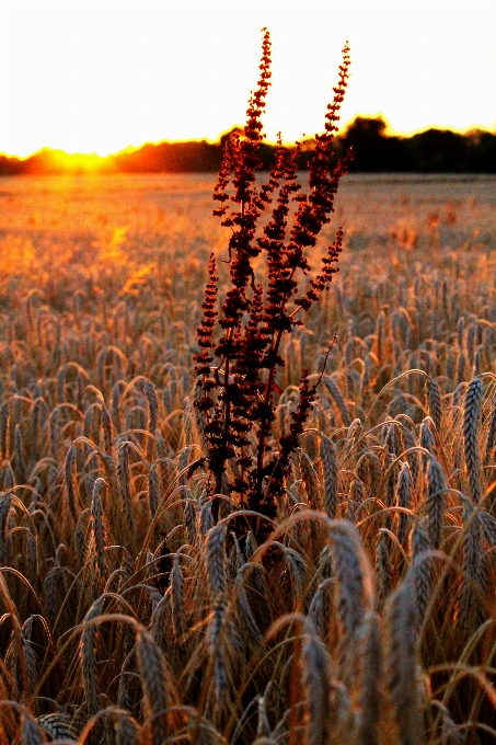 Nature plant sunset field