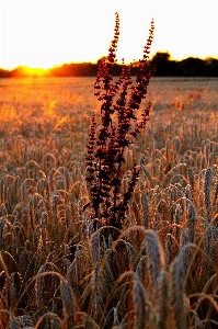 Nature plant sunset field Photo