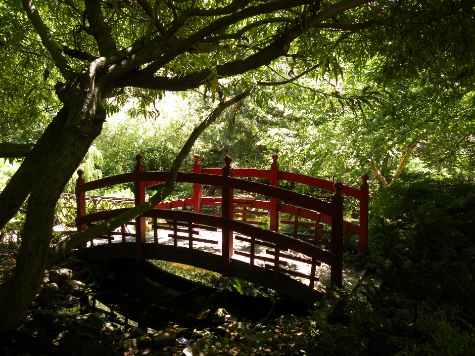 árvore natureza floresta ar livre