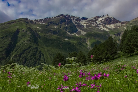 Landscape nature forest wilderness Photo