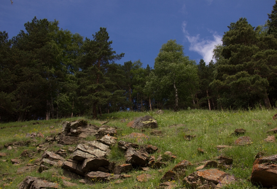 Paesaggio albero natura foresta