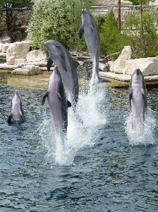 Water animal jump swim Photo