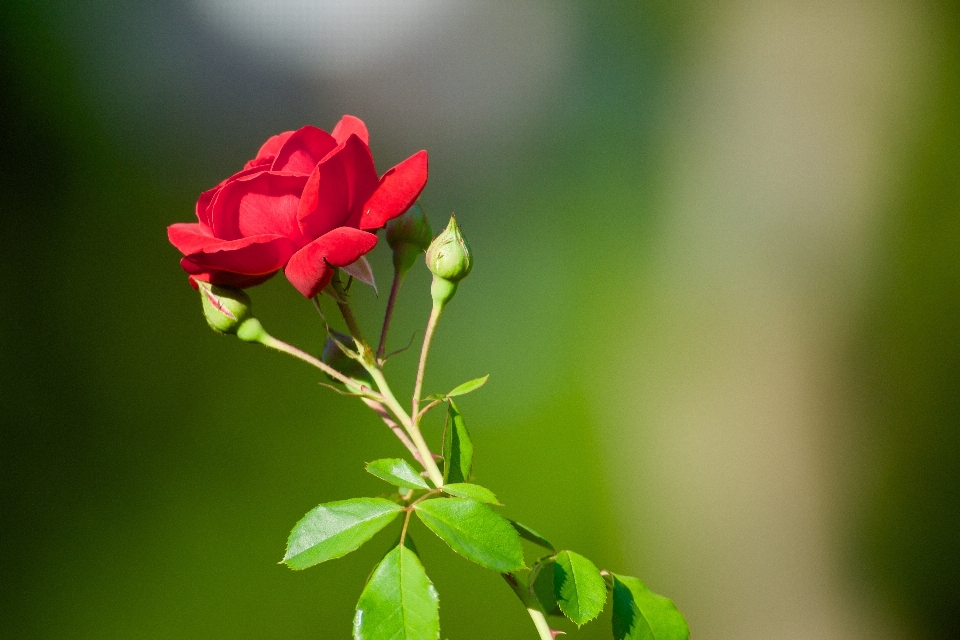 Natureza florescer plantar fotografia