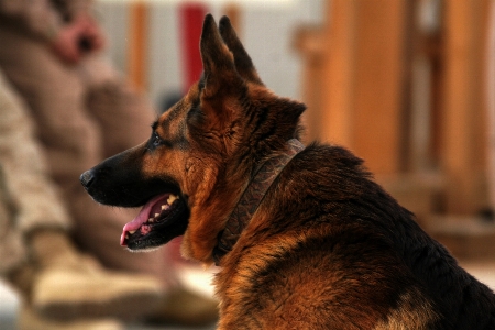 Foto Lavorando cane animale canino
