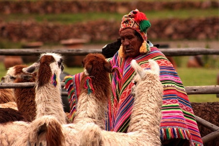 People camel mammal human Photo