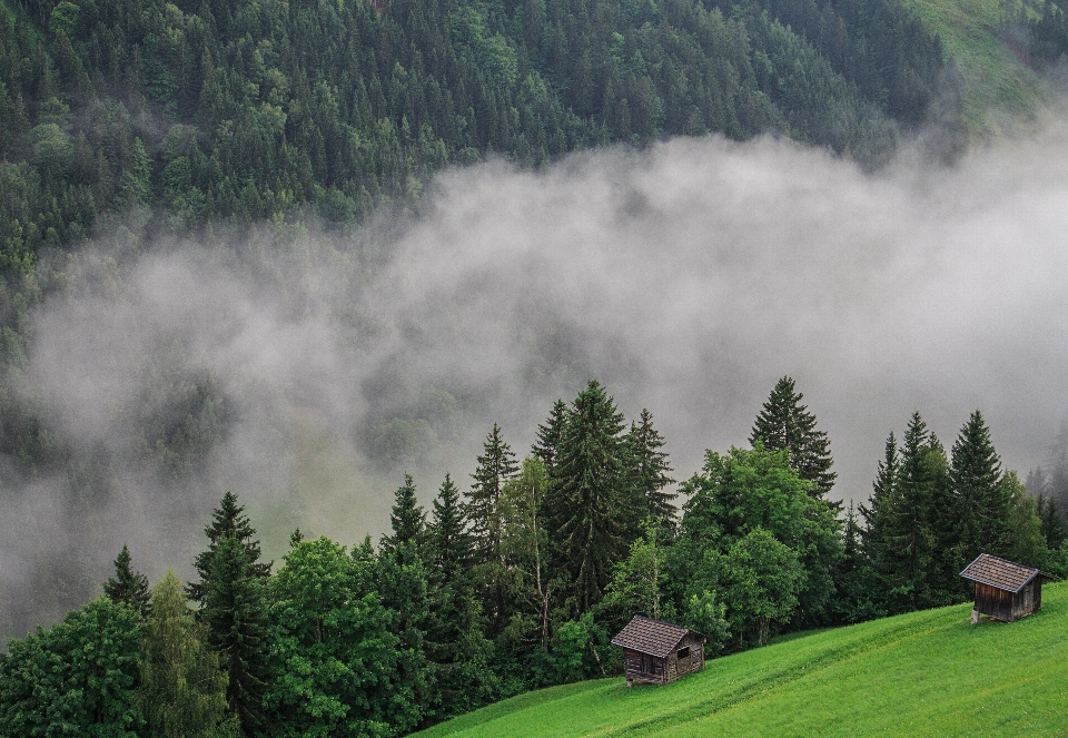 Landscape tree nature forest