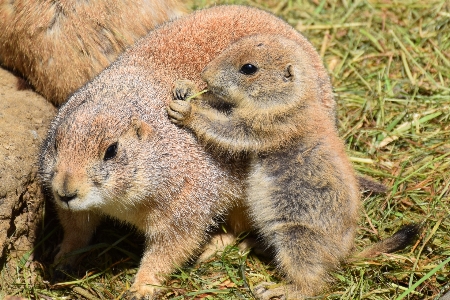 Nature hair sweet animal Photo