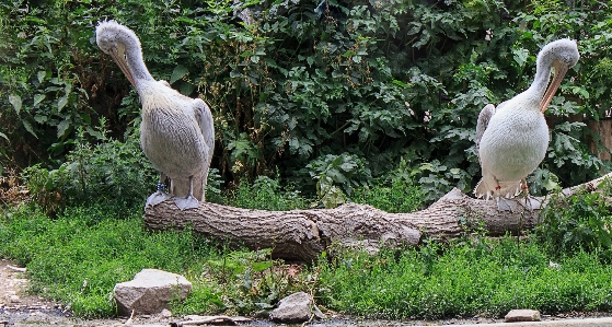 Foto Uccello ala pellicano animali selvatici