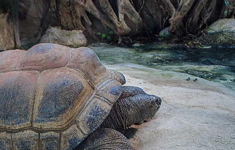 Old animal wildlife zoo Photo