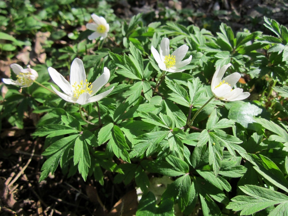 Florescer plantar flor botânica
