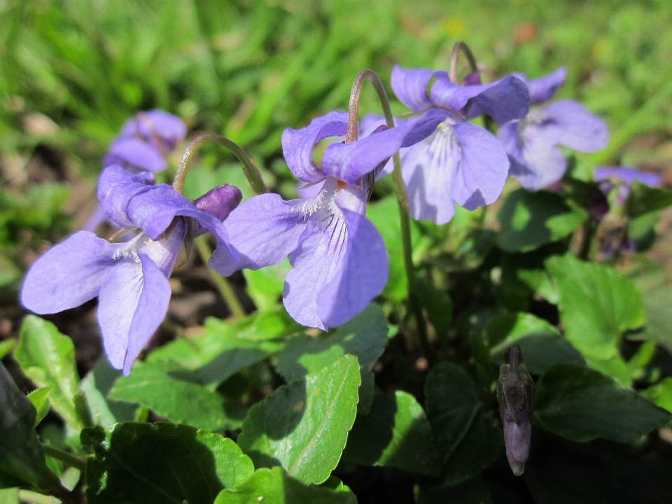 Blüte anlage blume botanik
