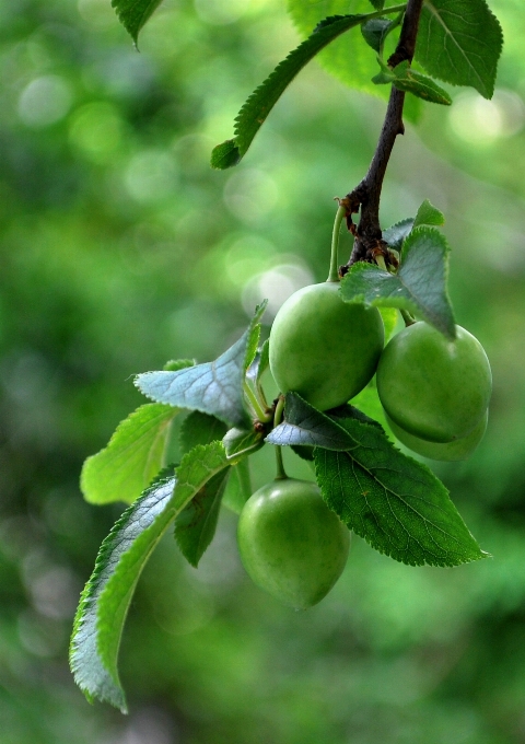 Apple tabela drzewo natura