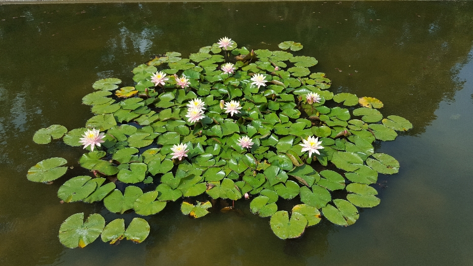 木 水 自然 植物