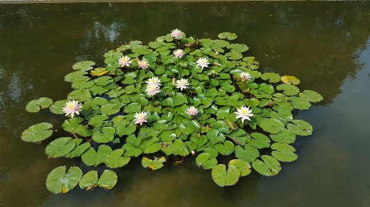 Tree water nature plant Photo