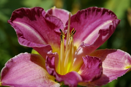 Blossom plant flower petal Photo