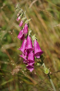 Nature blossom plant meadow Photo